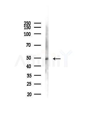BIGM103 Antibody - Western blot analysis of lysates from Mouse brain, using BIGM103 Antibody at 1/1000 dilution.