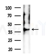 BMP9 Antibody - Western blot analysis of extracts from Mouse liver, using BMP9 Antibody at 1/1000 dilution.