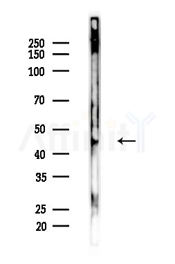 BMP9 Antibody - Western blot analysis of lysates from Mouse liver, using BMP9 Antibody at 1/1000 dilution.