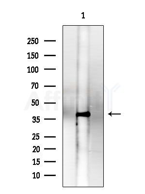 Phospho-MKK7 (Thr275)  Antibody - Western blot analysis of lysates from HUVEC cells, using Phospho-MKK7 (Thr275)  Antibody at 1/1000 dilution.