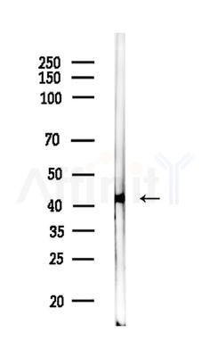 Phospho-MKK7 (Thr275)  Antibody - Western blot analysis of lysates from HUVEC cells, using Phospho-MKK7 (Thr275)  Antibody at 1/1000 dilution.
