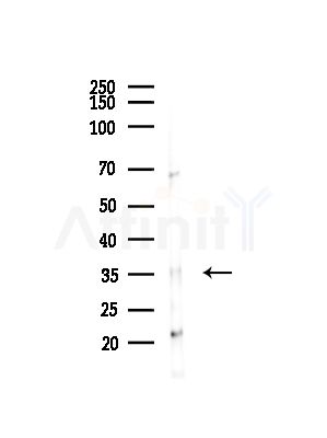 GNB2 Antibody - Western blot analysis of lysates from RAW264.