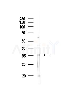 GNB2 Antibody - Western blot analysis of lysates from Mouse lung, using GNB2 Antibody at 1/1000 dilution.