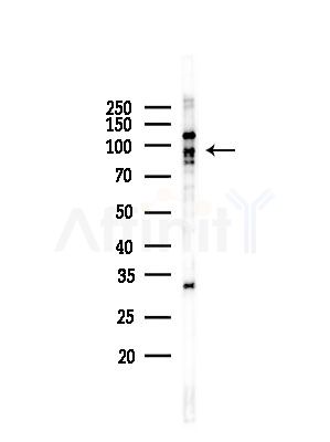 HNRNPUL1 Antibody - Western blot analysis of lysates from RAW264.