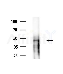KHDRBS1 Antibody - Western blot analysis of extracts from Rat brain, using KHDRBS1 Antibody at 1/1000 dilution.