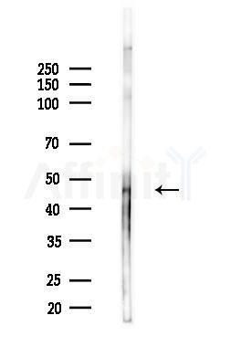 KHDRBS1 Antibody - Western blot analysis of lysates from Rat brain, using KHDRBS1 Antibody at 1/1000 dilution.