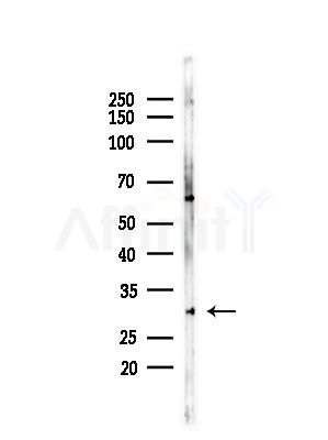 CAPNS1 Antibody - Western blot analysis of lysates from LoVo cells(heat-shock,45min treatment), using CAPNS1 Antibody at 1/1000 dilution.