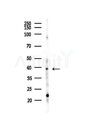 HLF Antibody - Western blot analysis of lysates from LoVo cells(heat-shock,45min treatment), using HLF Antibody at 1/1000 dilution.