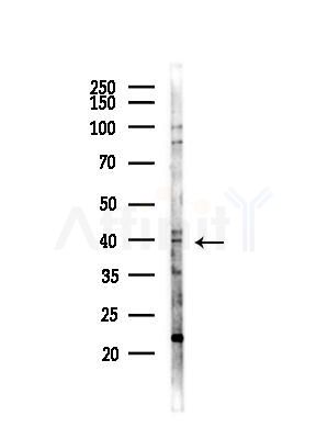 HLF Antibody - Western blot analysis of lysates from MDA-MB-231 cells(heat-shock,45min treatment), using HLF Antibody at 1/1000 dilution.