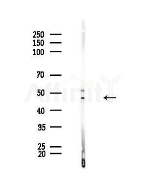 ENTPD5 Antibody - Western blot analysis of lysates from Mouse testis, using ENTPD5 Antibody at 1/1000 dilution.
