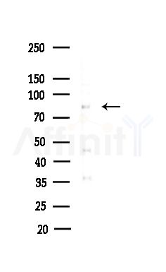SCARF1 Antibody - Western blot analysis of lysates from COLO205 cells(heat-shock,45min treatment), using SCARF1 Antibody at 1/1000 dilution.