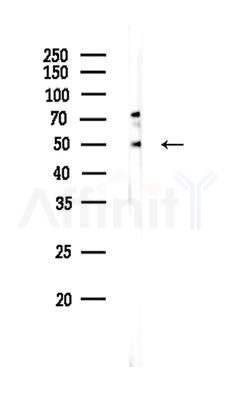 PON1 Antibody - Western blot analysis of lysates from Rat testis, using PON1 Antibody at 1/1000 dilution.