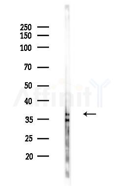 BRCC3 Antibody - Western blot analysis of lysates from Mouse brain, using BRCC3 Antibody at 1/1000 dilution.