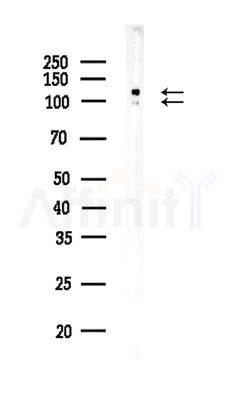 GRIA4 Antibody - Western blot analysis of lysates from 3T3-L1 P6(LPS,4h treatment), using GRIA4 Antibody at 1/1000 dilution.