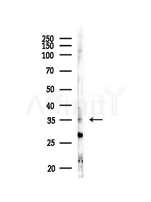 RRAGA Antibody - Western blot analysis of lysates from RAW264.