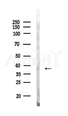 USP18 Antibody - Western blot analysis of lysates from Rat testis, using USP18 Antibody at 1/1000 dilution.