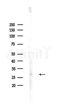 MESDC2 Antibody - Western blot analysis of lysates from HepG2 cells(heat-shock,45min treatment), using MESDC2 Antibody at 1/1000 dilution.