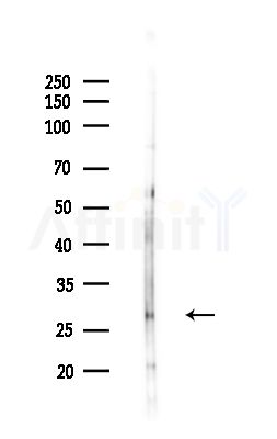 MESDC2 Antibody - Western blot analysis of lysates from PC12 cells(LPS,4h treatment), using MESDC2 Antibody at 1/1000 dilution.