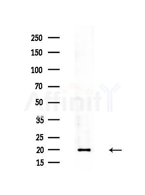 ARFRP1 Antibody - Western blot analysis of extracts from Mouse brain, using ARFRP1 Antibody at 1/1000 dilution.