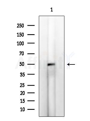 CASQ2 Antibody - Western blot analysis of extracts from Mouse liver, using CASQ2 Antibody at 1/1000 dilution.