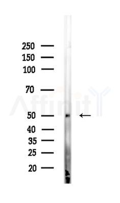 CASQ2 Antibody - Western blot analysis of lysates from Mouse liver, using CASQ2 Antibody at 1/1000 dilution.