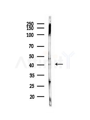 SOX18 Antibody - Western blot analysis of lysates from Rat lung, using SOX18 Antibody at 1/1000 dilution.