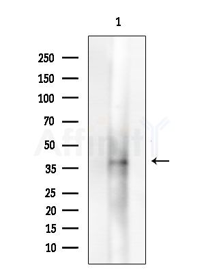 GPA33 Antibody - Western blot analysis of extracts from HUVEC cells, using GPA33 Antibody at 1/1000 dilution.