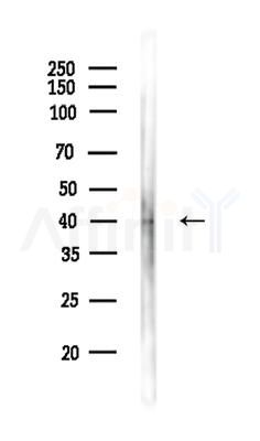 GPA33 Antibody - Western blot analysis of lysates from HUVEC cells, using GPA33 Antibody at 1/1000 dilution.