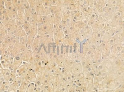 GPA33 Antibody - DF8049 at 1/100 staining human normal liver tissue by IHC-P.