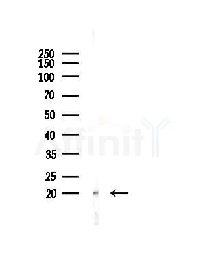 PTP4A2 Antibody - Western blot analysis of lysates from Mouse liver, using PTP4A2 Antibody at 1/1000 dilution.