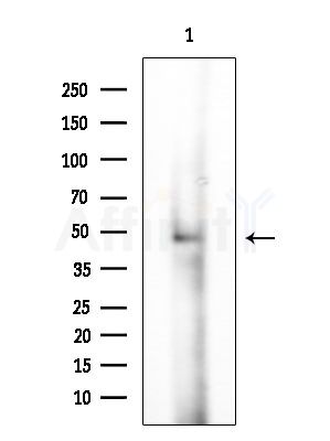 MAGE 1 Antibody - Western blot analysis of lysates from Mouse testis, using MAGE 1 Antibody at 1/1000 dilution.
