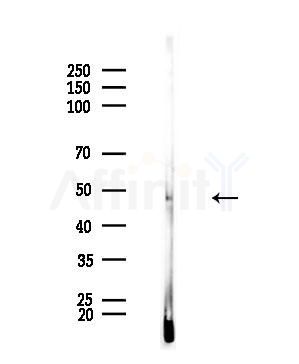 MAGE 1 Antibody - Western blot analysis of lysates from Mouse testis, using MAGE 1 Antibody at 1/1000 dilution.