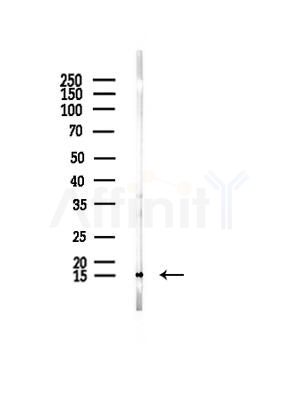 Galectin 1 Antibody - Western blot analysis of lysates from B16F10-LUC cells(UV,30min treatment), using Galectin 1 Antibody at 1/1000 dilution.