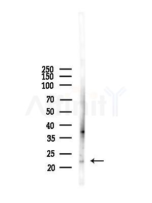 CLEC3B Antibody - Western blot analysis of lysates from Mouse liver, using CLEC3B Antibody at 1/1000 dilution.