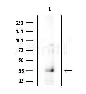 PYGO2 Antibody - Western blot analysis of extracts from 293 cells(starvation treatment), using PYGO2 Antibody at 1/1000 dilution.
