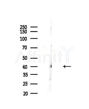 PYGO2 Antibody - Western blot analysis of lysates from 293 cells(starvation,24h treatment), using PYGO2 Antibody at 1/1000 dilution.