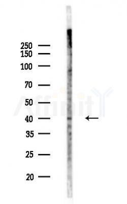 PON3 Antibody - Western blot analysis of lysates from Mouse testis, using PON3 Antibody at 1/1000 dilution.