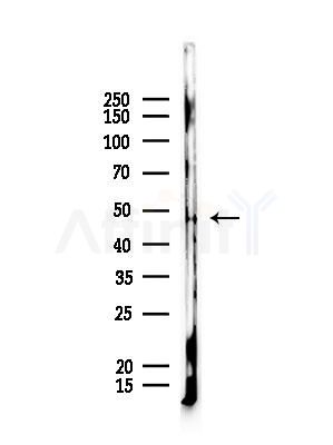KCNJ2 Antibody - Western blot analysis of lysates from Rat lung, using KCNJ2 Antibody at 1/1000 dilution.