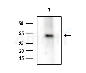 RNLS Antibody - Western blot analysis of extracts from 3T3-L1 P6(LPS 4h treatment), using RNLS Antibody at 1/1000 dilution.