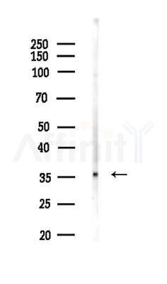 RNLS Antibody - Western blot analysis of lysates from 3T3-L1 P6(LPS,4h treatment), using RNLS Antibody at 1/1000 dilution.