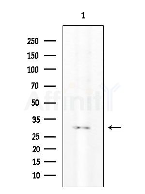 IgG1 Antibody - Western blot analysis of extracts from Rat testis, using IgG1 Antibody at 1/1000 dilution.