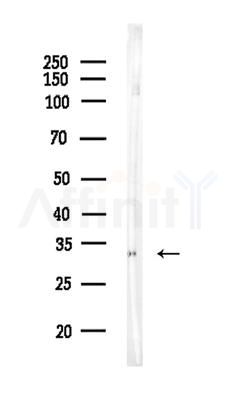 IgG1 Antibody - Western blot analysis of lysates from Rat testis, using IgG1 Antibody at 1/1000 dilution.