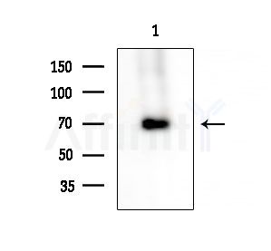 NETO2 Antibody - Western blot analysis of extracts from Mouse brain, using NETO2 Antibody at 1/1000 dilution.