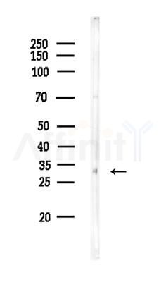 OSR1 Antibody - Western blot analysis of lysates from Rat testis, using OSR1 Antibody at 1/1000 dilution.