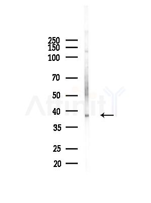 UCHL5 Antibody - Western blot analysis of lysates from Mouse brain, using UCHL5 Antibody at 1/1000 dilution.
