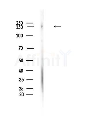 HDLBP Antibody - Western blot analysis of lysates from Rat brain, using HDLBP Antibody at 1/1000 dilution.