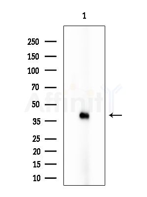 TRAM2 Antibody - Western blot analysis of extracts from Mouse lung, using TRAM2 Antibody at 1/1000 dilution.