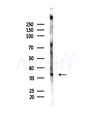 CTSS Antibody - Western blot analysis of lysates from Mouse brain, using CTSS Antibody at 1/1000 dilution.