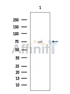 OS9 Antibody - Western blot analysis of extracts from COLO205 cells, using OS9 Antibody at 1/1000 dilution.