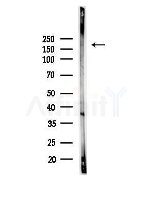 PPP1R9A Antibody - Western blot analysis of lysates from Mouse brain, using PPP1R9A Antibody at 1/1000 dilution.